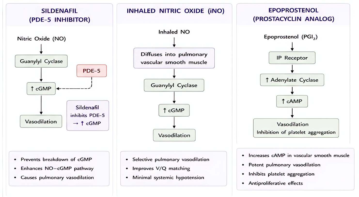 Pulmonary vasodilator therapies: inhaled NO (5-40 ppm) and inhaled prostacyclin (epoprostenol/iloprost) act selectively on pulmonary vasculature without systemic hypotension; oral PDE5 inhibitors (sil