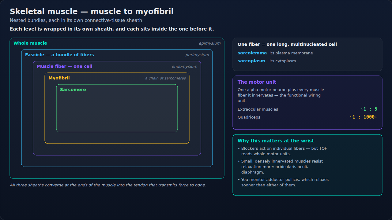 Skeletal muscle from the whole muscle down to the sarcomere, drawn as nested wrappings, with the motor unit alongside. Work inward one layer at a time; each layer carries its own name.