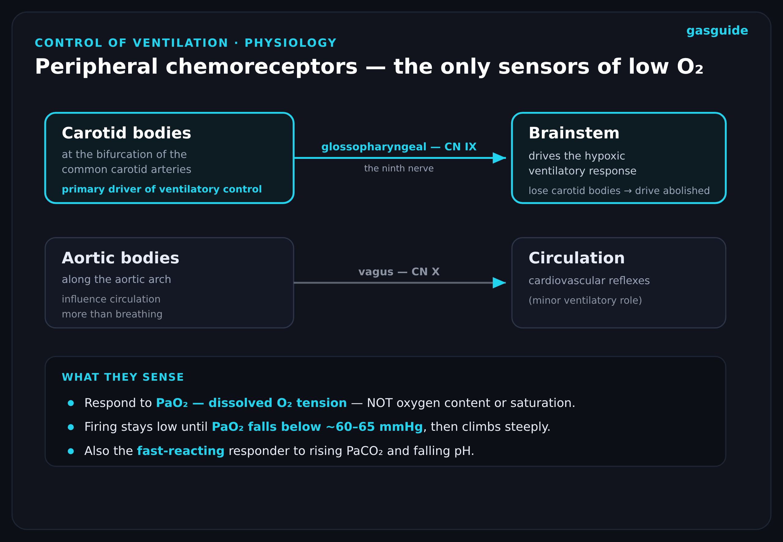 Peripheral chemoreceptors — the only sensors of low O₂