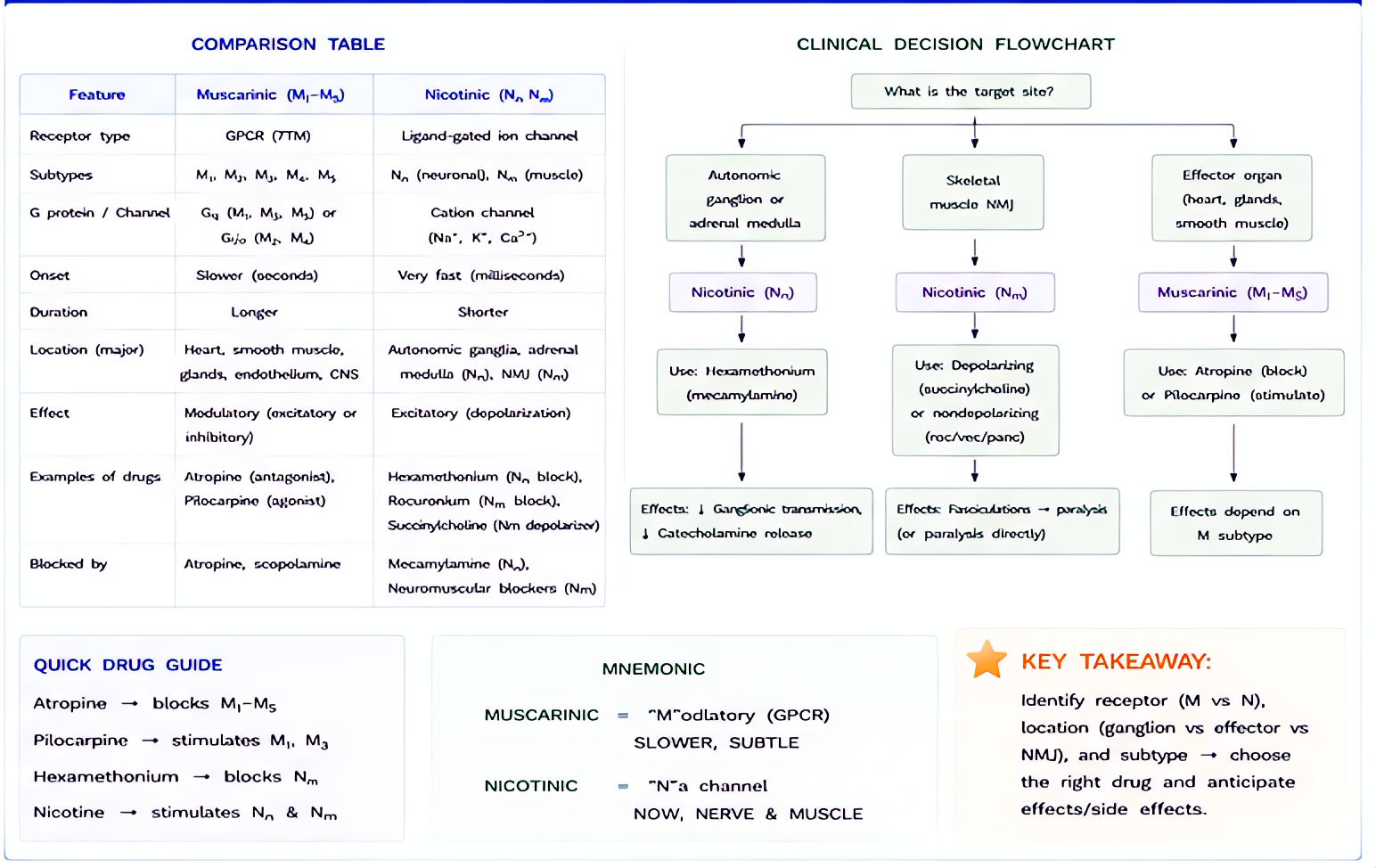 Cholinergic receptors comparison/values/flowchart: location, agonists/antagonists, anesthesia implications. Atropine, glycopyrrolate antagonize M; succinylcholine and rocuronium target Nm; ganglionic