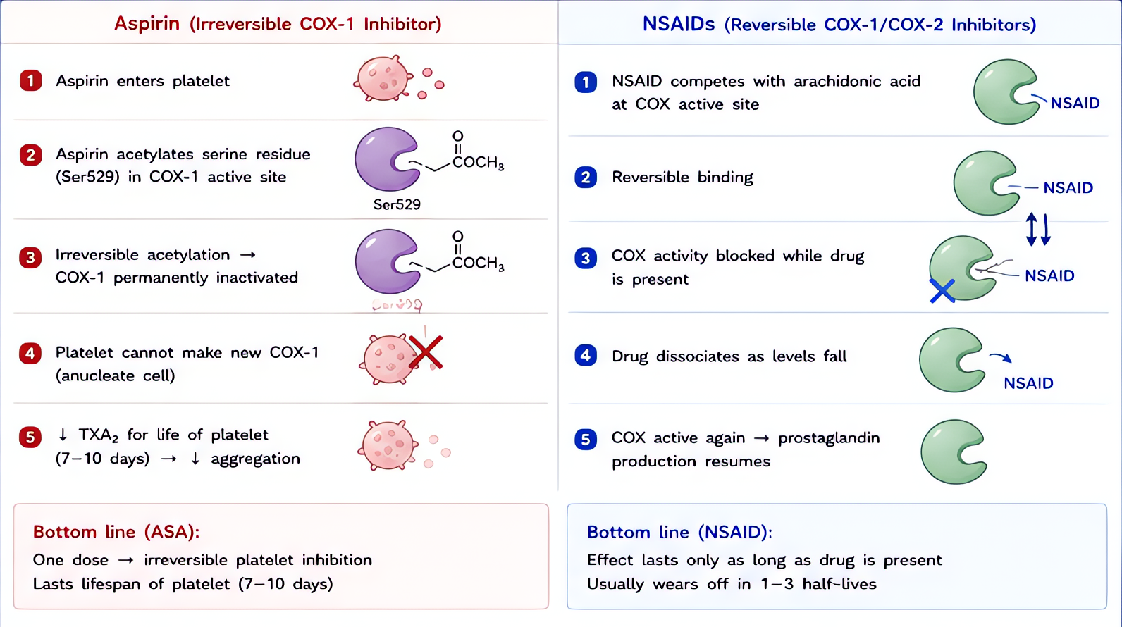 ASA and NSAIDs key mechanism (step-by-step): ASA irreversibly acetylates COX-1 in platelets (lifetime effect ~7-10 days); NSAIDs reversibly inhibit COX-1/COX-2; lasts only hours depending on half-life