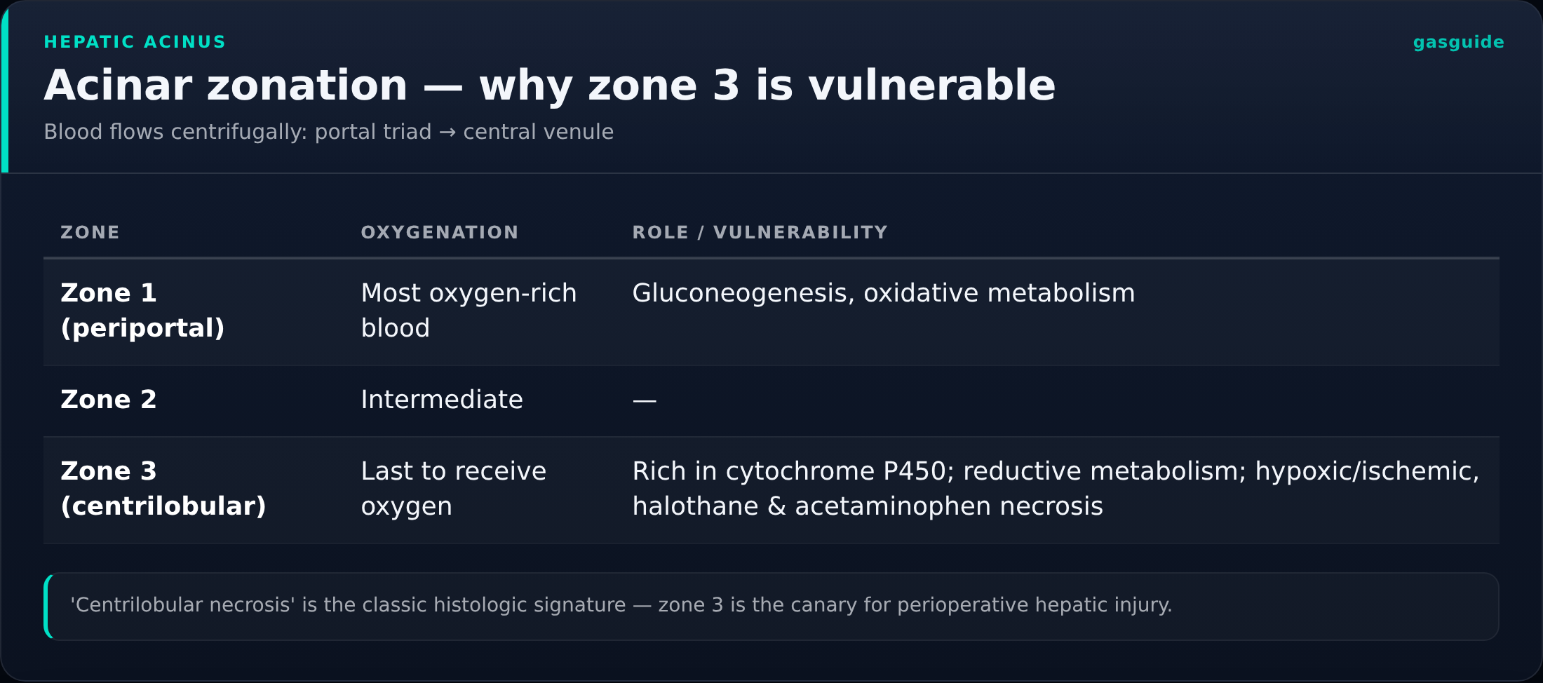 Acinar zonation — why zone 3 is vulnerable — Blood flows centrifugally: portal triad → central venule