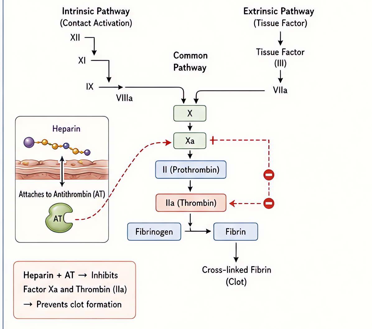 Coagulation cascade and anticoagulants: heparin binds antithrombin to inhibit Xa and IIa (thrombin); unfractionated activates both, LMWH preferentially inhibits Xa.