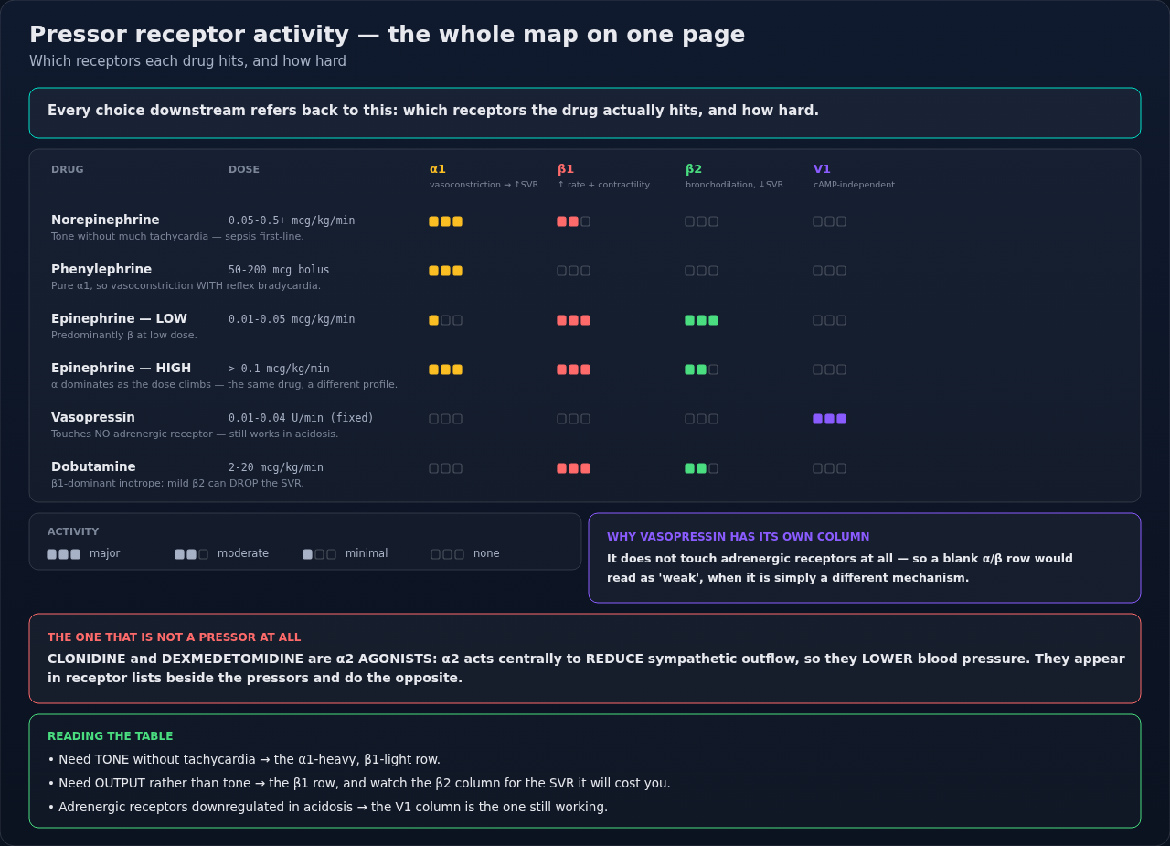 Which receptors each vasoactive drug hits and how hard, drawn as activity pips rather than repeated words. Read across a row for one drug, down a column to see which drugs share a receptor target.