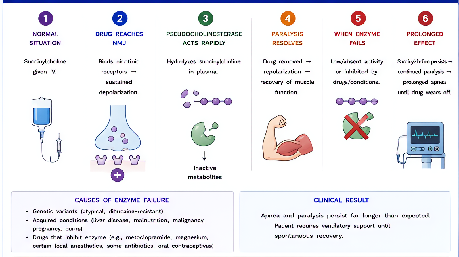 Pseudocholinesterase key mechanism step-by-step: plasma butyrylcholinesterase hydrolyzes succinylcholine and mivacurium; deficiency or atypical enzyme prolongs neuromuscular blockade; dibucaine number