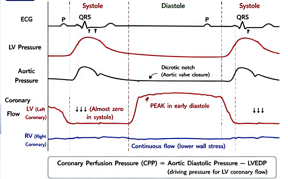 Coronary perfusion - diastole dominant: LV coronary flow during diastole (MAP - LVEDP); tachycardia reduces diastolic time and ischemia risk; CPP = DBP - LVEDP; goal CPP >=60 mmHg.