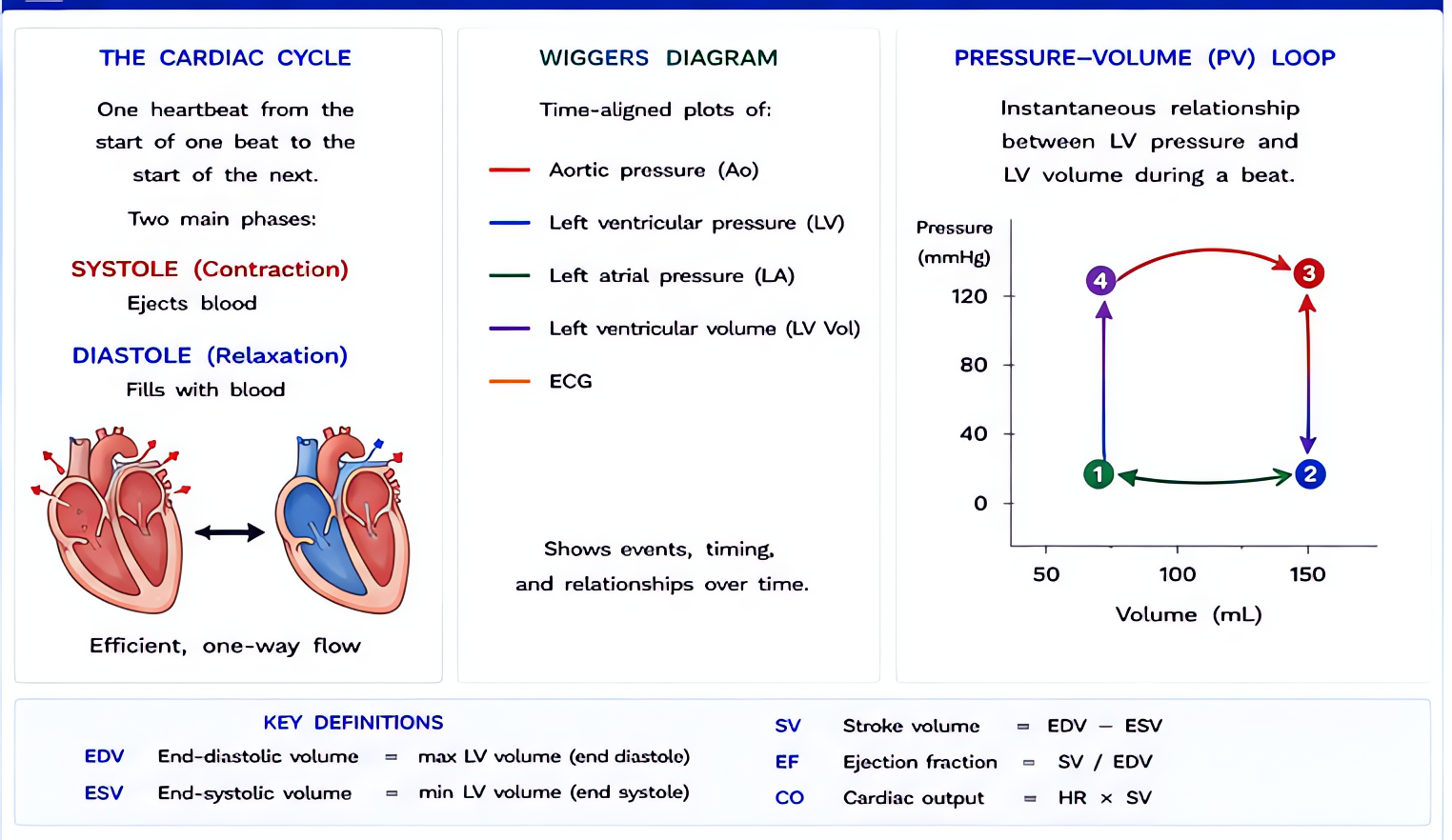 Cardiac cycle Wiggers/PV loops - overview/definitions: relates pressures (aorta, LV, LA), volumes, ECG and heart sounds across the cardiac cycle; PV loop integrates these into preload, afterload and c