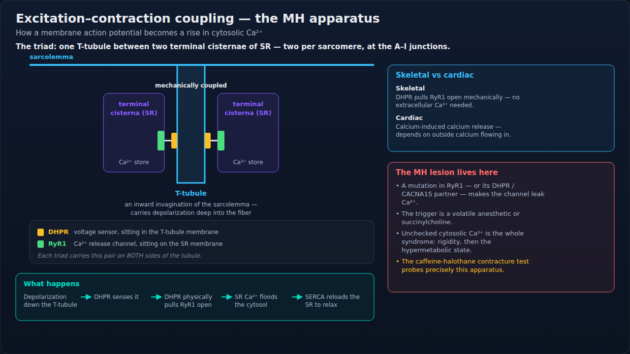 Excitation-contraction coupling at the triad, from depolarization through calcium release to reuptake, with the cardiac mechanism alongside for contrast. Note where malignant hyperthermia enters this