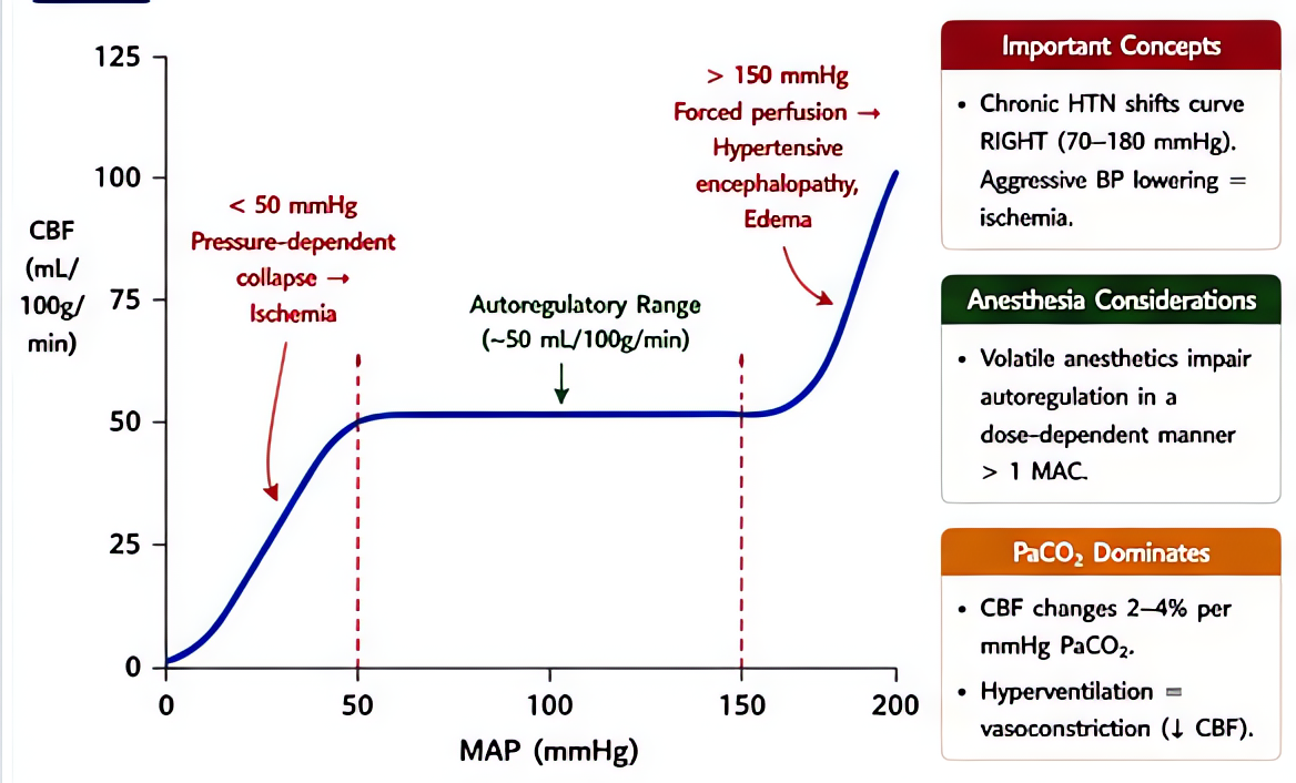 Cerebral autoregulation: MAP-CBF relationship maintains CBF ~50 mL/100g/min between MAP 50-150 mmHg; impaired in TBI, chronic HTN (shifted right), volatile anesthetics (dose-dependent).