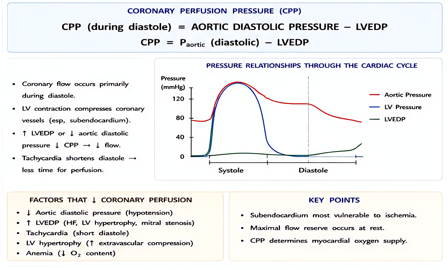 Coronary perfusion physiology: CPP = aortic diastolic pressure - LVEDP; LV is perfused in diastole only; tachycardia shortens diastole reducing coronary flow; maintain DBP, avoid tachycardia, treat an