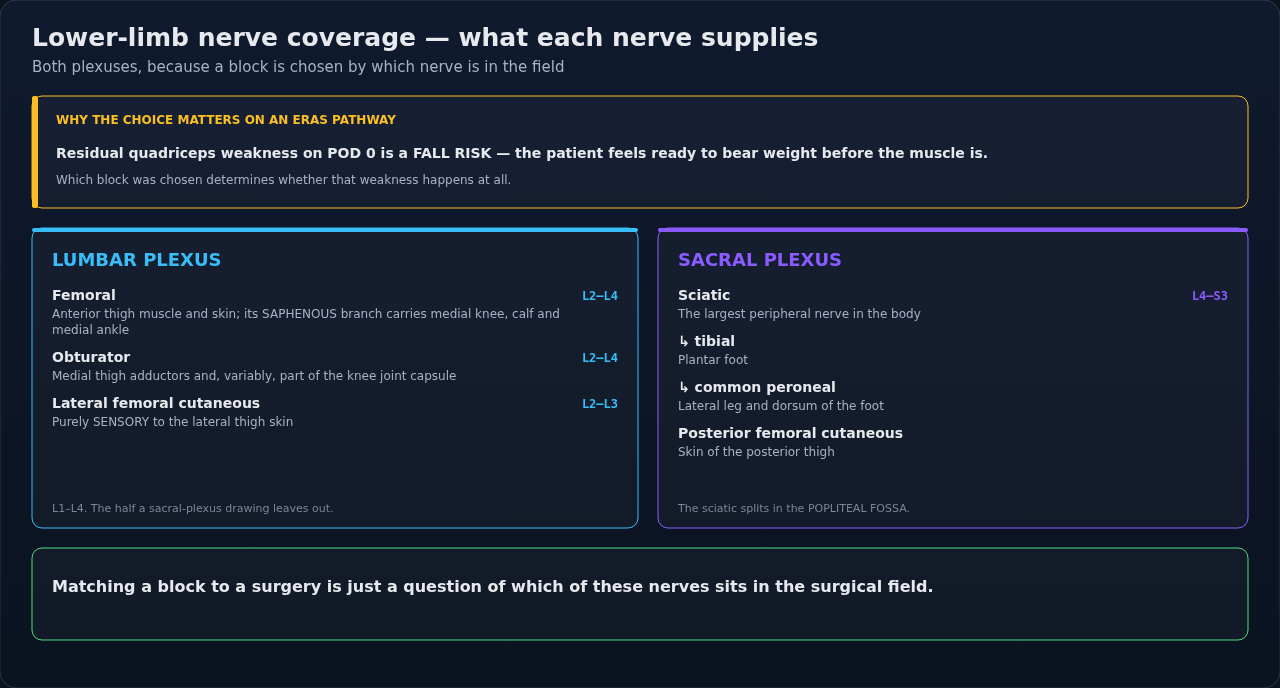 Which nerve supplies which part of the leg, split across the lumbar and sacral plexuses. Matching a block to a surgery starts here, and so does anticipating the motor weakness that follows.