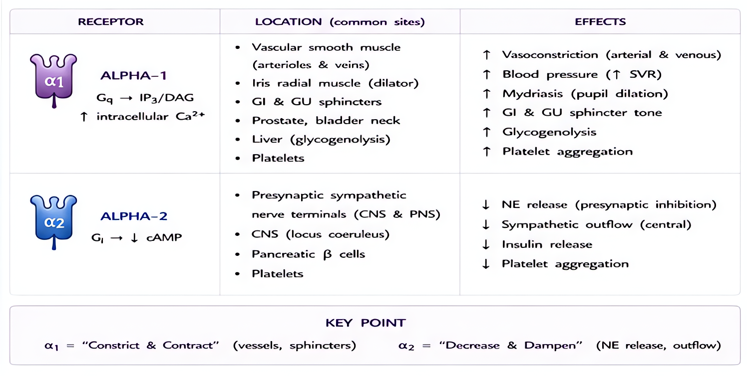 Alpha-1 vs alpha-2 adrenergic receptors: alpha-1 (Gq) vasoconstriction, mydriasis, sphincter contraction; alpha-2 (Gi) presynaptic NE inhibition, sedation, decreases insulin secretion.