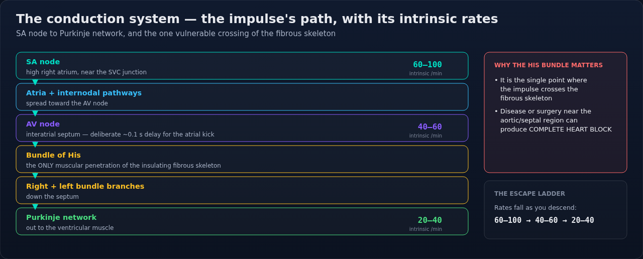 The cardiac conduction pathway traced from where the impulse starts out to the working muscle. Follow it in order; each structure carries both its location and its own intrinsic rate.