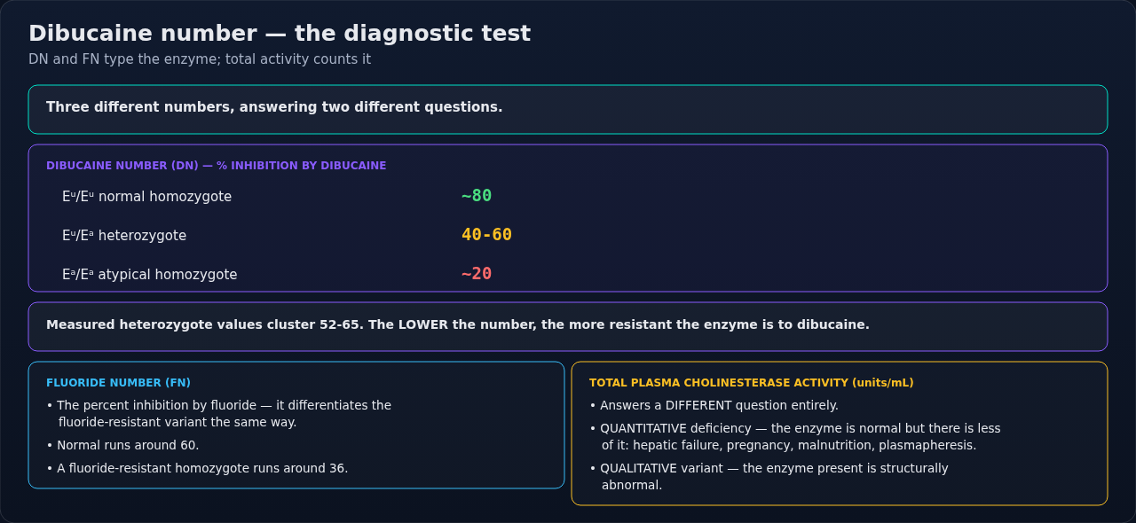 How the dibucaine number types plasma cholinesterase, shown alongside the fluoride number and total enzyme activity. The first two grade the quality of the enzyme; total activity answers how much of i