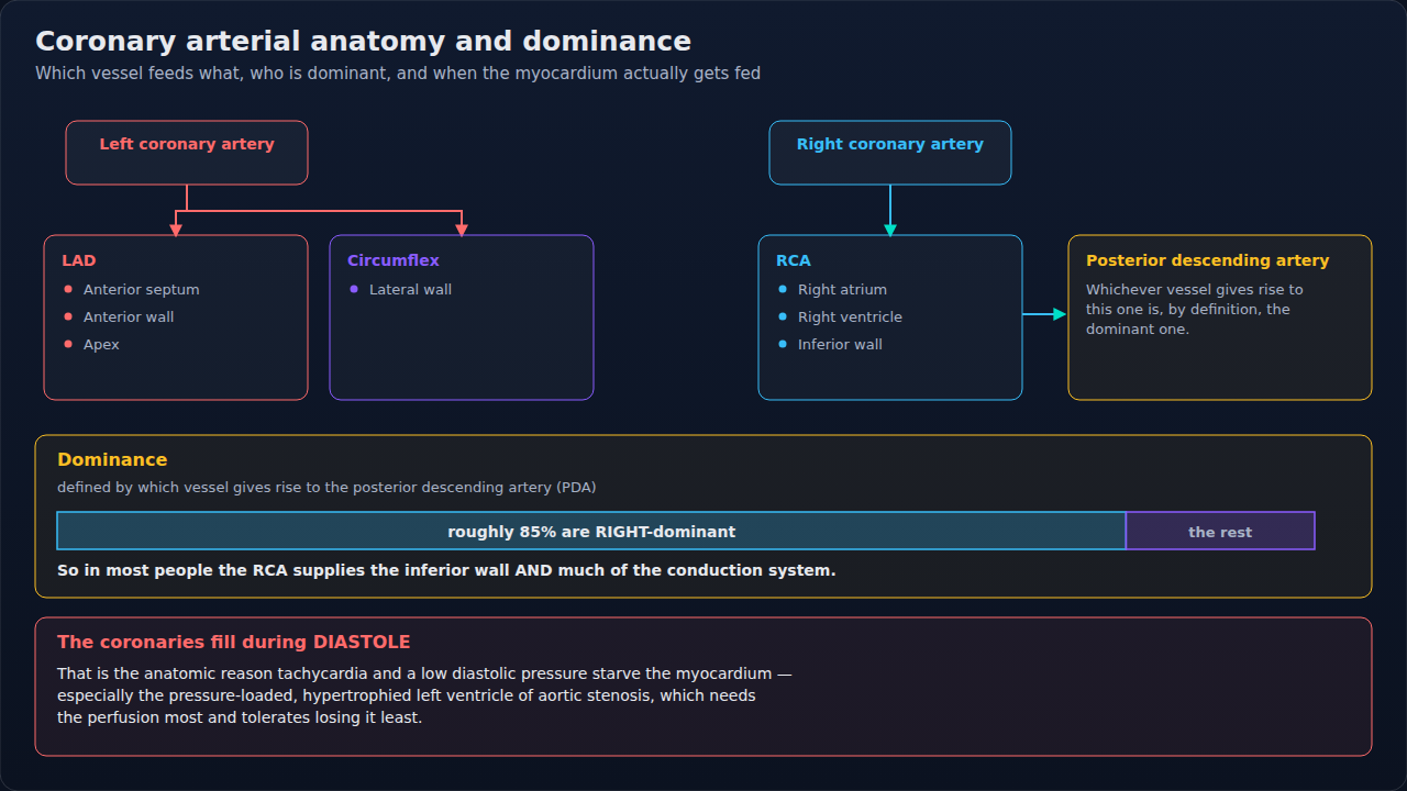 The coronary branch tree with the region each vessel feeds, and what defines dominance. Territory is why it matters: it turns the area of an ECG change back into the vessel most likely responsible.