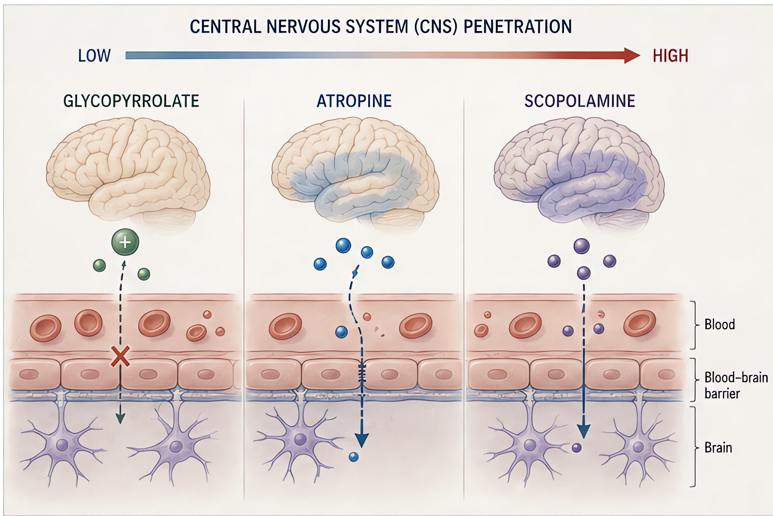 Anticholinergic CNS penetration: glycopyrrolate (quaternary) does not cross BBB; atropine crosses moderately; scopolamine crosses readily causing significant CNS effects (sedation, delirium). Choose a