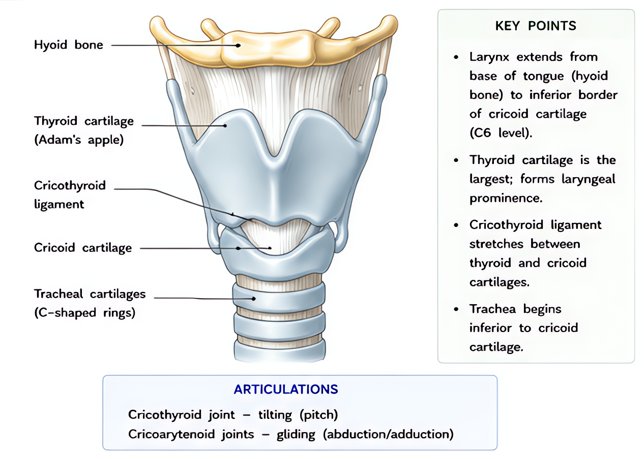 Larynx anterior view and cartilages: thyroid (shield-shaped), cricoid (only complete ring at C6), and arytenoid cartilages articulate; cricothyroid membrane is the surgical airway target.